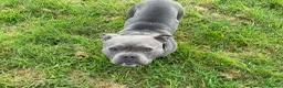 American Bully dogs for sale: Stunning Blue Pocket Bully ABKC - Advert 7