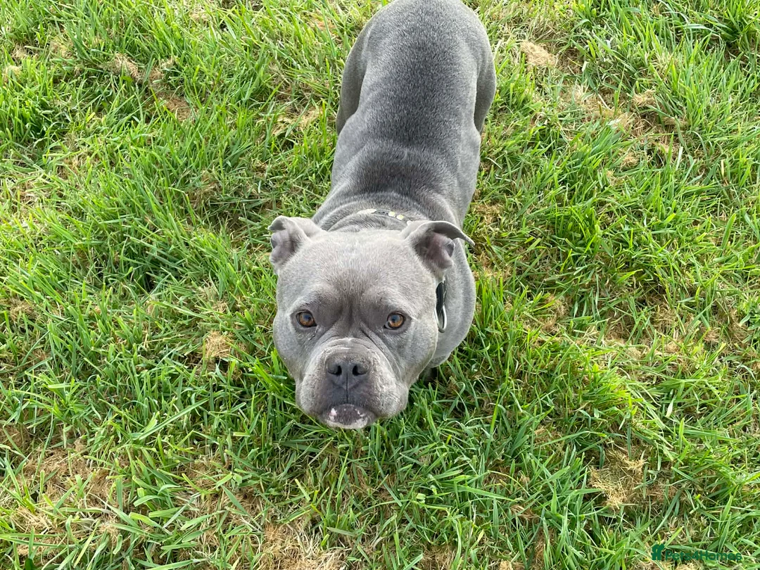 American Bully dogs for sale: Stunning Blue Pocket Bully ABKC - Advert 7