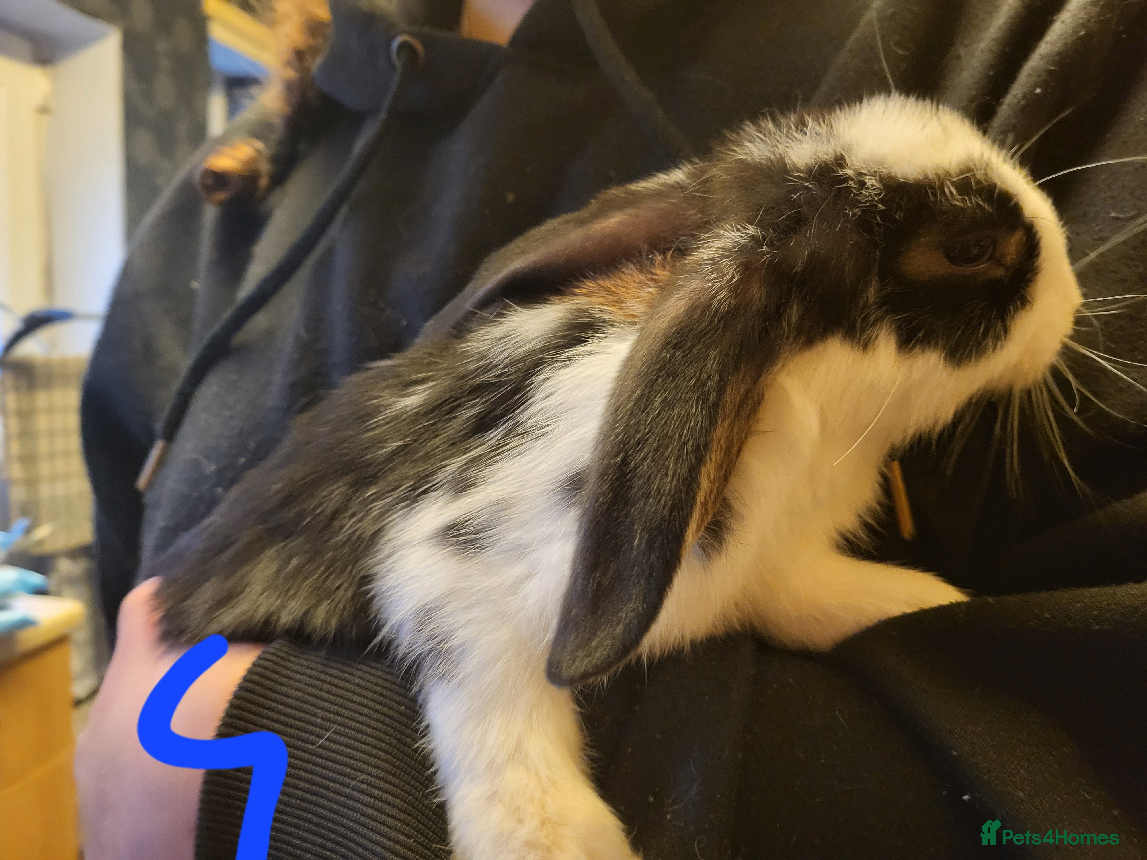 Mini Lop rabbits Lop rabbits looking for forever home - Advert 21