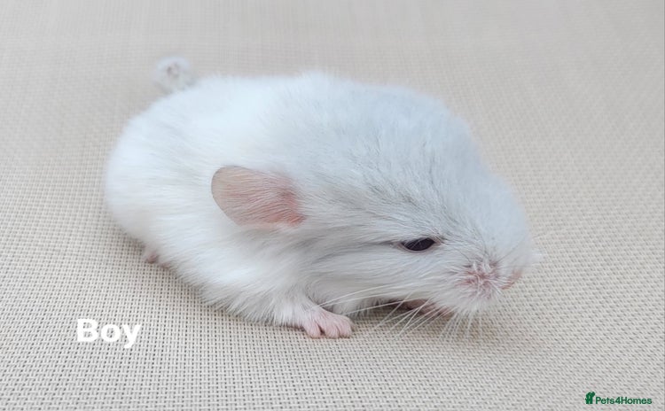 Chinchilla rodents in Bournemouth - Advert 4
