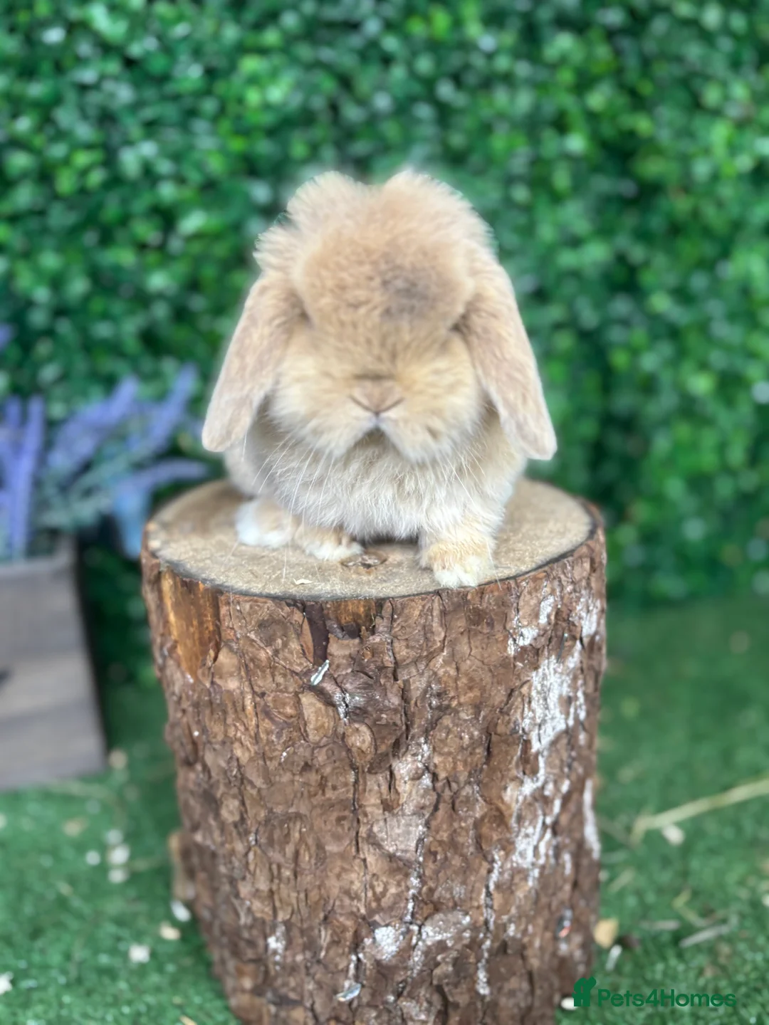 Mini Lop rabbits for sale: 🧡PEDIGREE MINILOPS🧡 - Advert 21