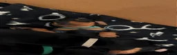 Miniature Dachshund dogs for sale: Miniature short haired Black and Tan puppies  - Advert 9