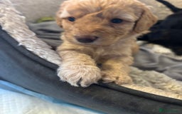 Mixed Breed dogs for sale: Beautiful Girl and Boy Cockadors  - Image 11
