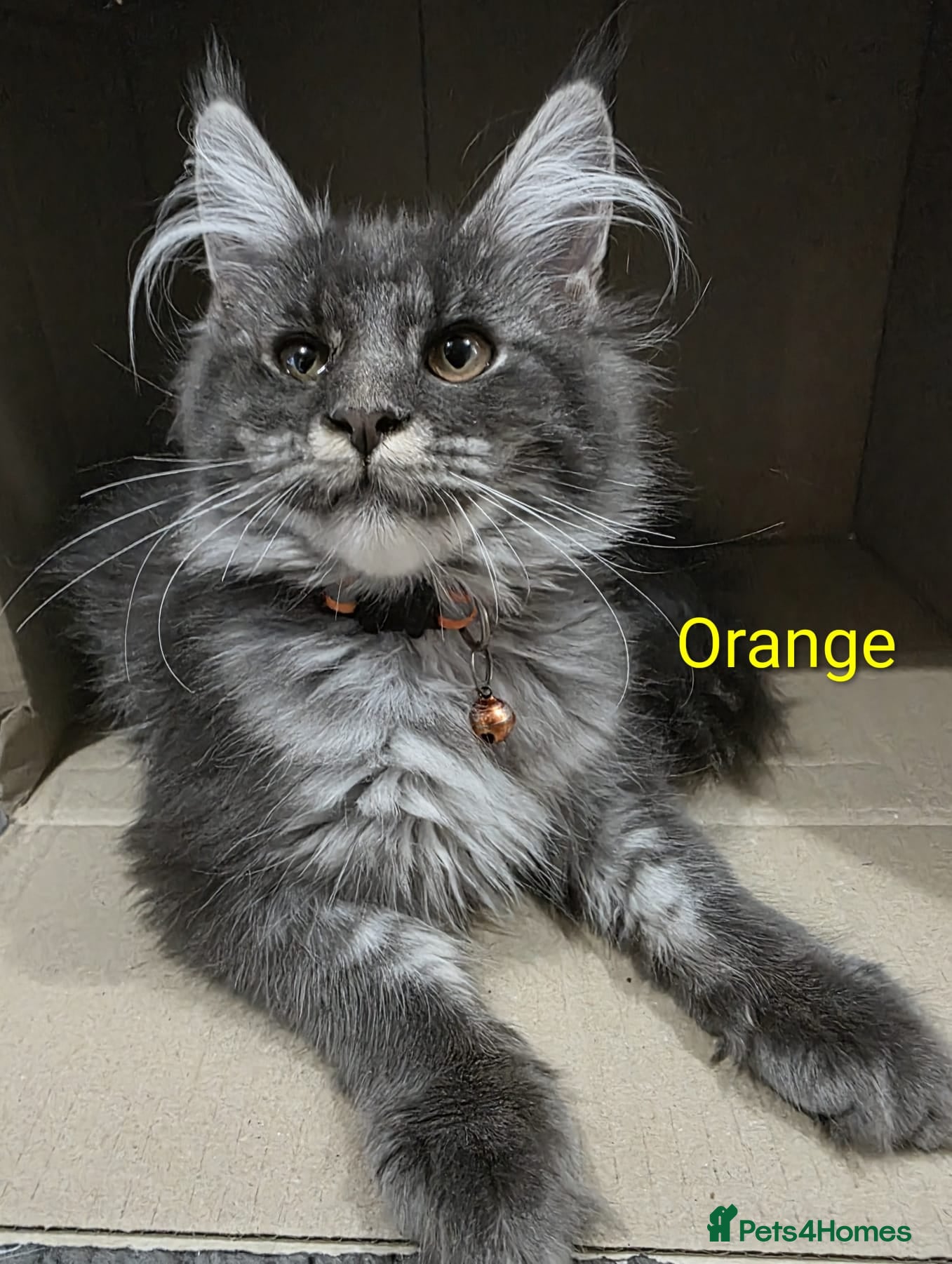 Maine Coon cats Only 3 left- Beautiful Maine Coon kittens - Advert 1