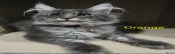 Maine Coon cats for sale: Last stunning Maine Coon kitten - Advert 8