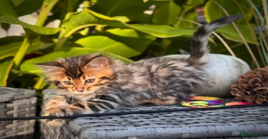 Bengal cats - Advert 7