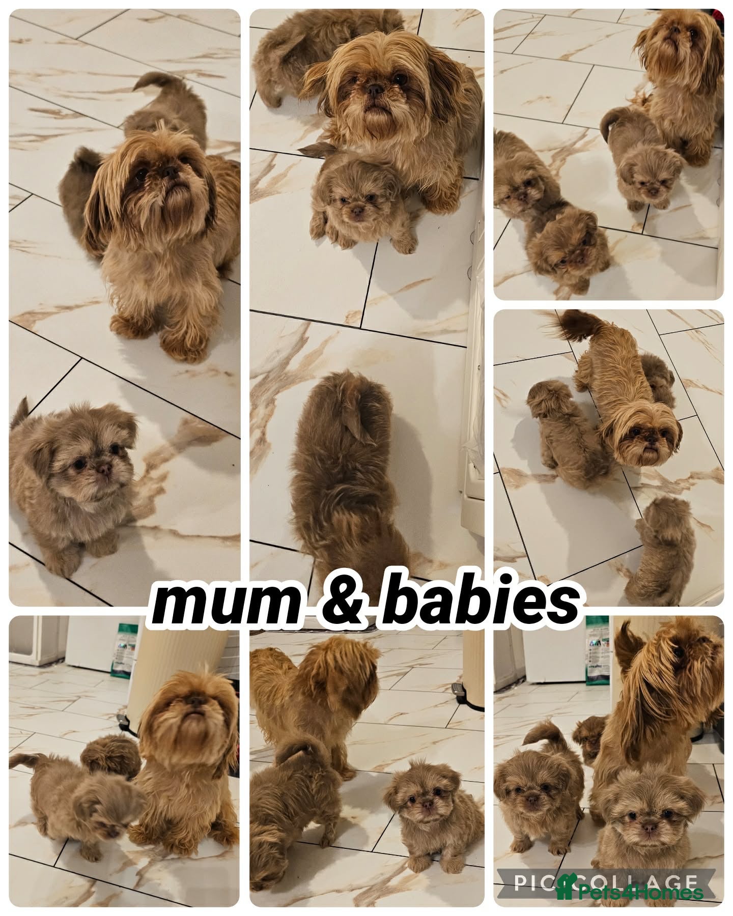 Shih Tzu dogs 3 Gorgeous boys ready now  - Advert 1