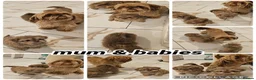 Shih Tzu dogs for sale: 3 Gorgeous boys ready now  - Advert 1