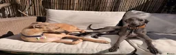 Italian Greyhound dogs for sale: 3/4 Italian Greyhound & 1/4 Whippet Puppies - Advert 1