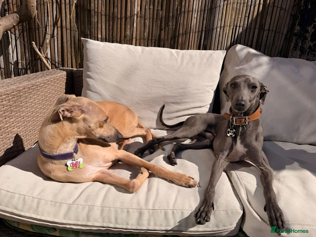 Italian Greyhound dogs for sale: 3/4 Italian Greyhound & 1/4 Whippet Puppies - Advert 1