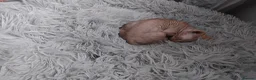 Sphynx cats for sale: Beautiful sphynx fur baby - Advert 5