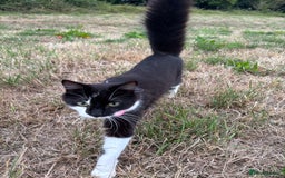 Mixed Breed cats for sale: Beautiful babies  - Image 9