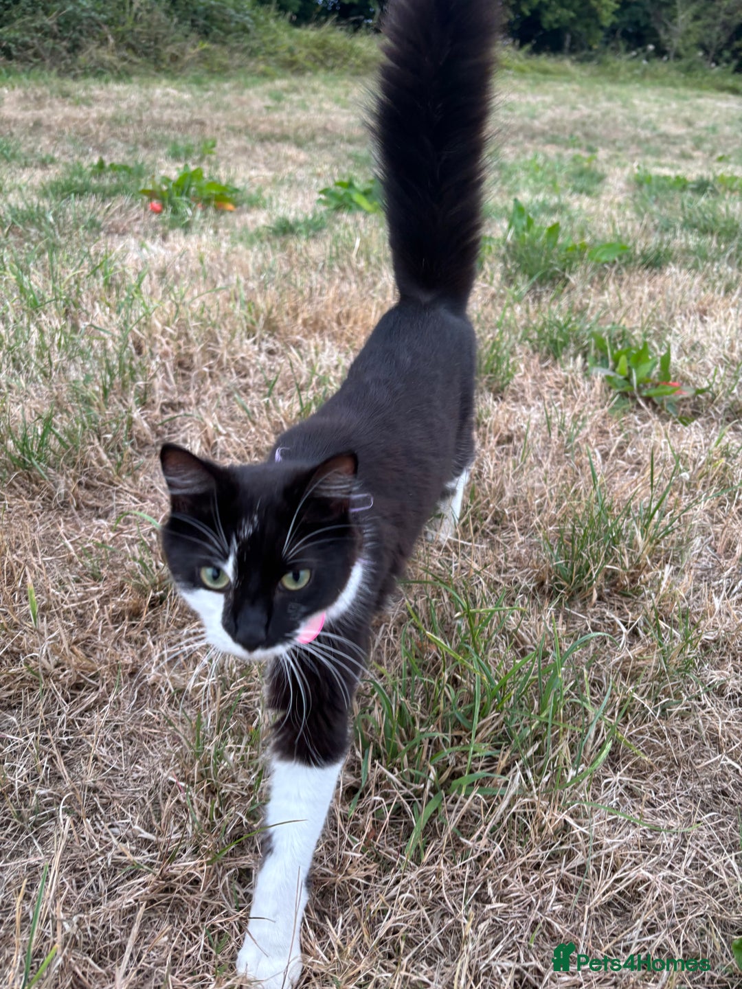Mixed Breed cats for sale: Beautiful babies  - Image 9