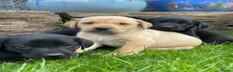 Labrador Retriever dogs for sale: Beautiful KC Labrador Pups Ready To Leave - Advert 10