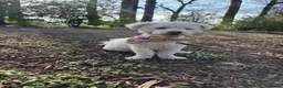Bichon Frise dogs for sale: 2 year old male neutered bichon frise in Wrexham - Advert 6