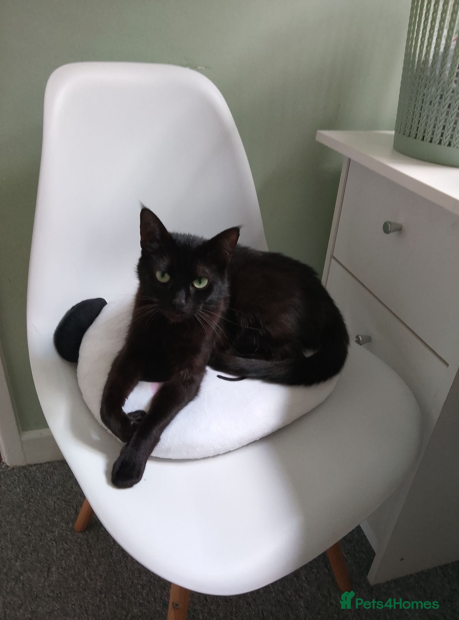 Mixed Breed cats This cat has a story, needs a loving family  - Advert 1