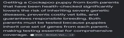 Cockapoo dogs for sale: DNA clear fox red F1b Cockapoos - Advert 11