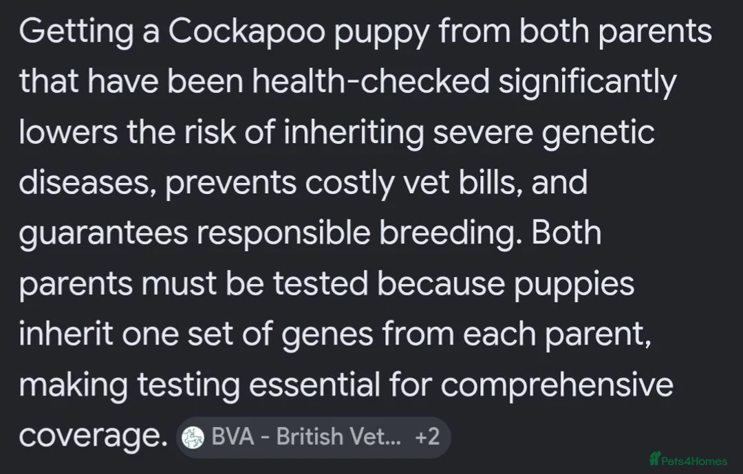 Cockapoo dogs for sale: DNA clear fox red F1b Cockapoos - Advert 11