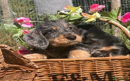 Miniature Dachshund dogs for sale: Adorable mini wire haired Dachshunds - Image 10