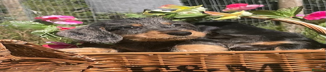Miniature Dachshund Puppy 1