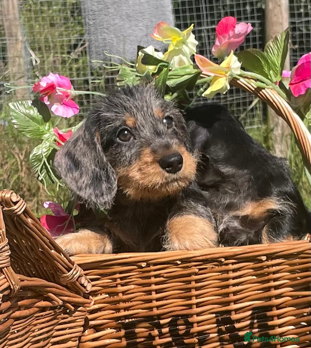 Miniature Dachshund dogs for sale: Adorable mini wire haired Dachshunds - Image 10