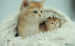 British Shorthair cats for sale: Stunning Champion Bloodlines kittens  - Advert 9