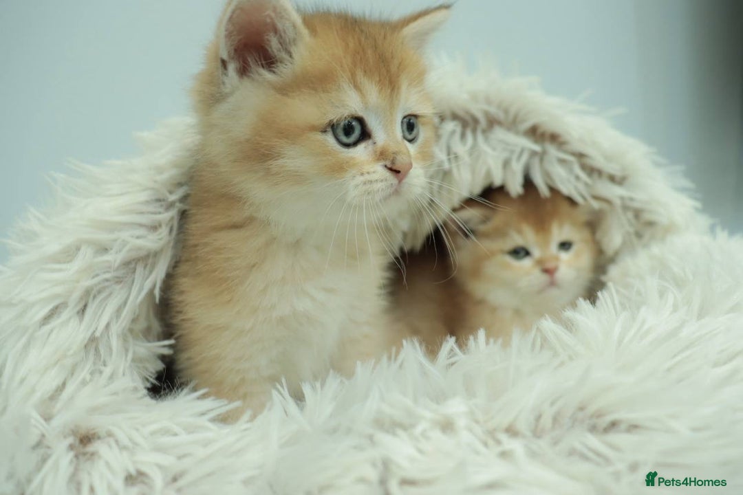 British Shorthair cats for sale: Stunning Champion Bloodlines kittens  - Advert 9