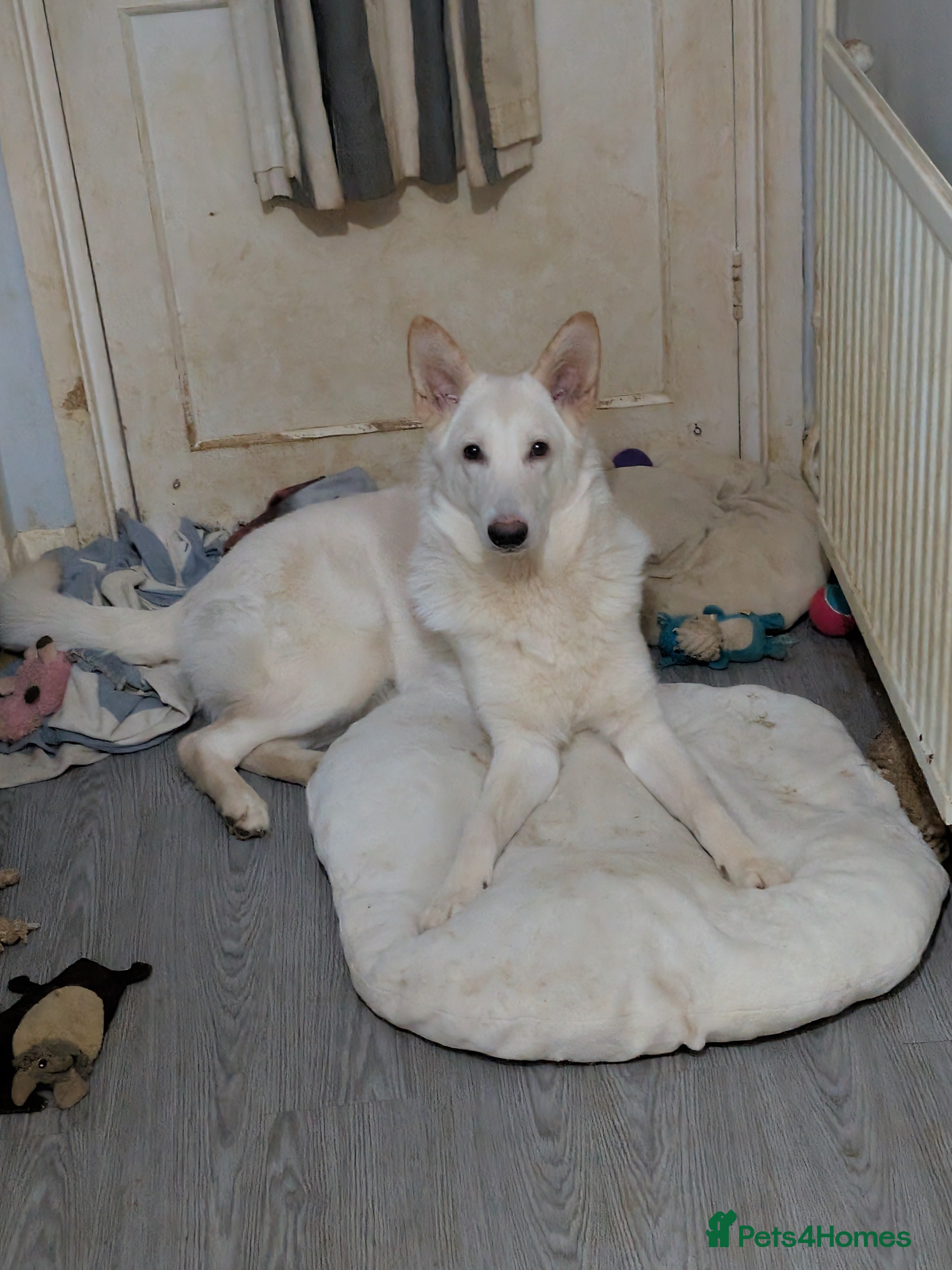 German Shepherd dogs Male 10 month old German shepherd  - Advert 5