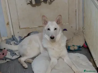 German Shepherd dogs Male 10 month old German shepherd - Advert 2