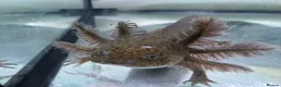 Axolotl reptiles for sale: Rescue Axolotls Looking For New Home  - Advert 4
