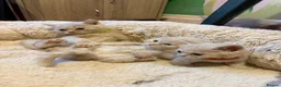 British Shorthair cats for sale: British Short Hair kittens for sale - Advert 8