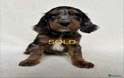 Cockapoo dogs for sale: Meet your new best friend!! - Image 15