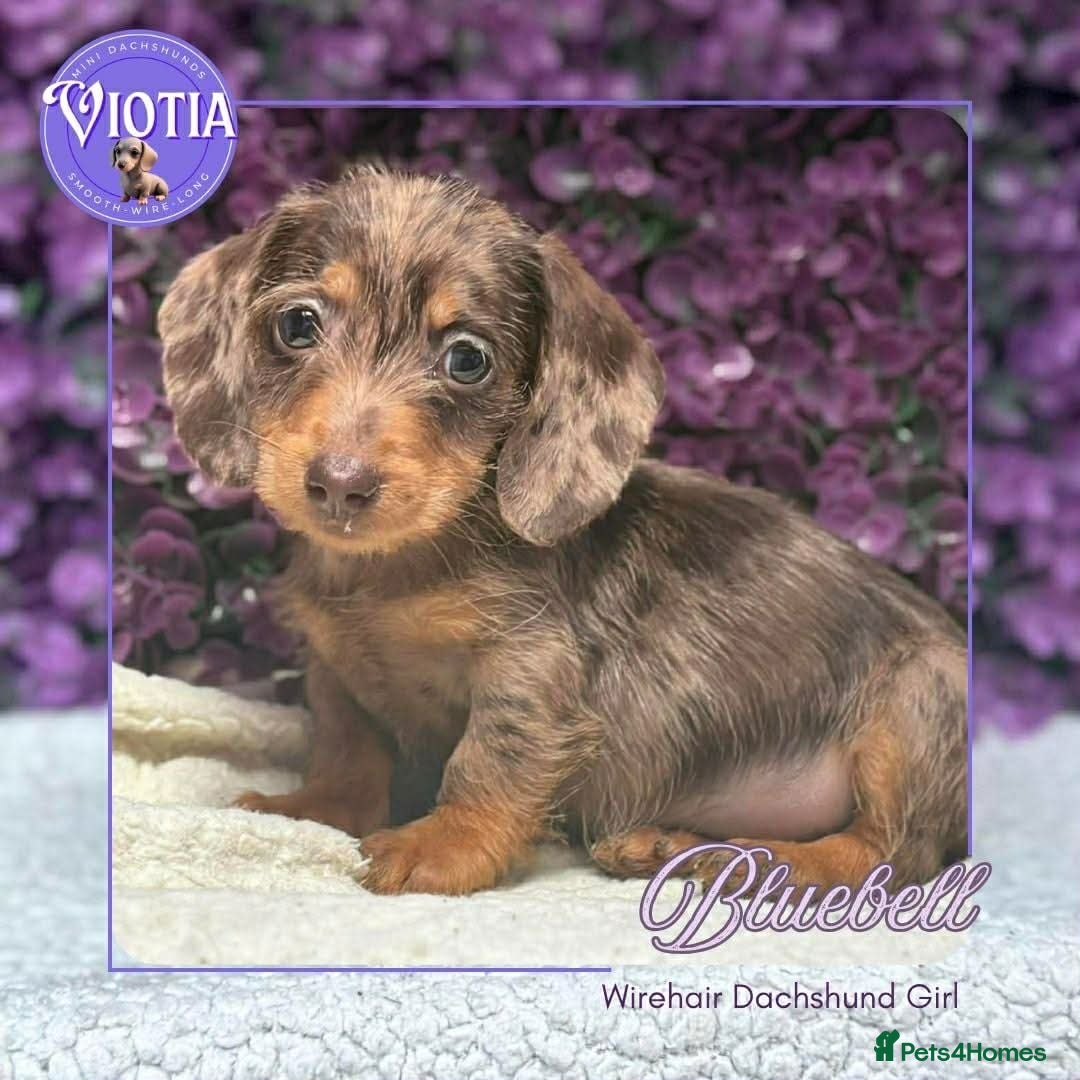 Miniature Dachshund dogs Ready now kc reg miniature dachshunds wire coats  - Advert 4