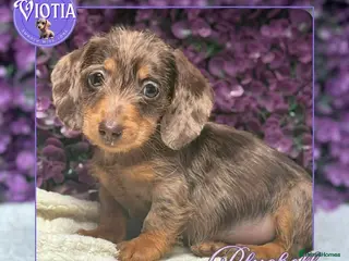 Miniature Dachshund dogs Ready now kc reg miniature dachshunds wire coats - Advert 4