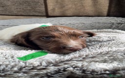 English Springer Spaniel dogs for sale: Quality ESS KC Reg Health Tested Parents 5⭐️ - Image 7