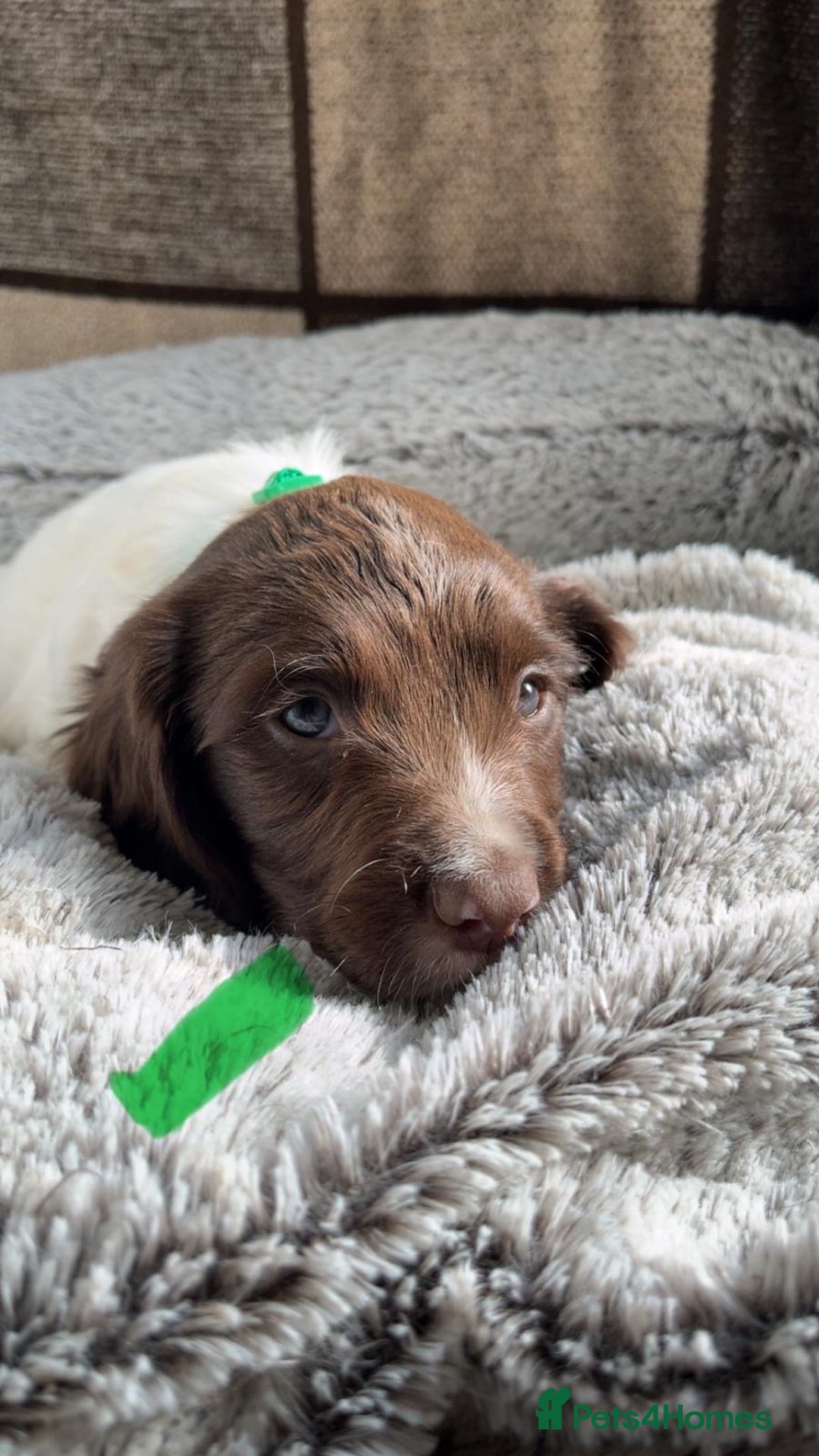 English Springer Spaniel dogs for sale: Quality ESS KC Reg Health Tested Parents 5⭐️ - Image 7