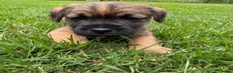Border Terrier dogs for sale: KC Border Terriers  in Doncaster - Advert 6