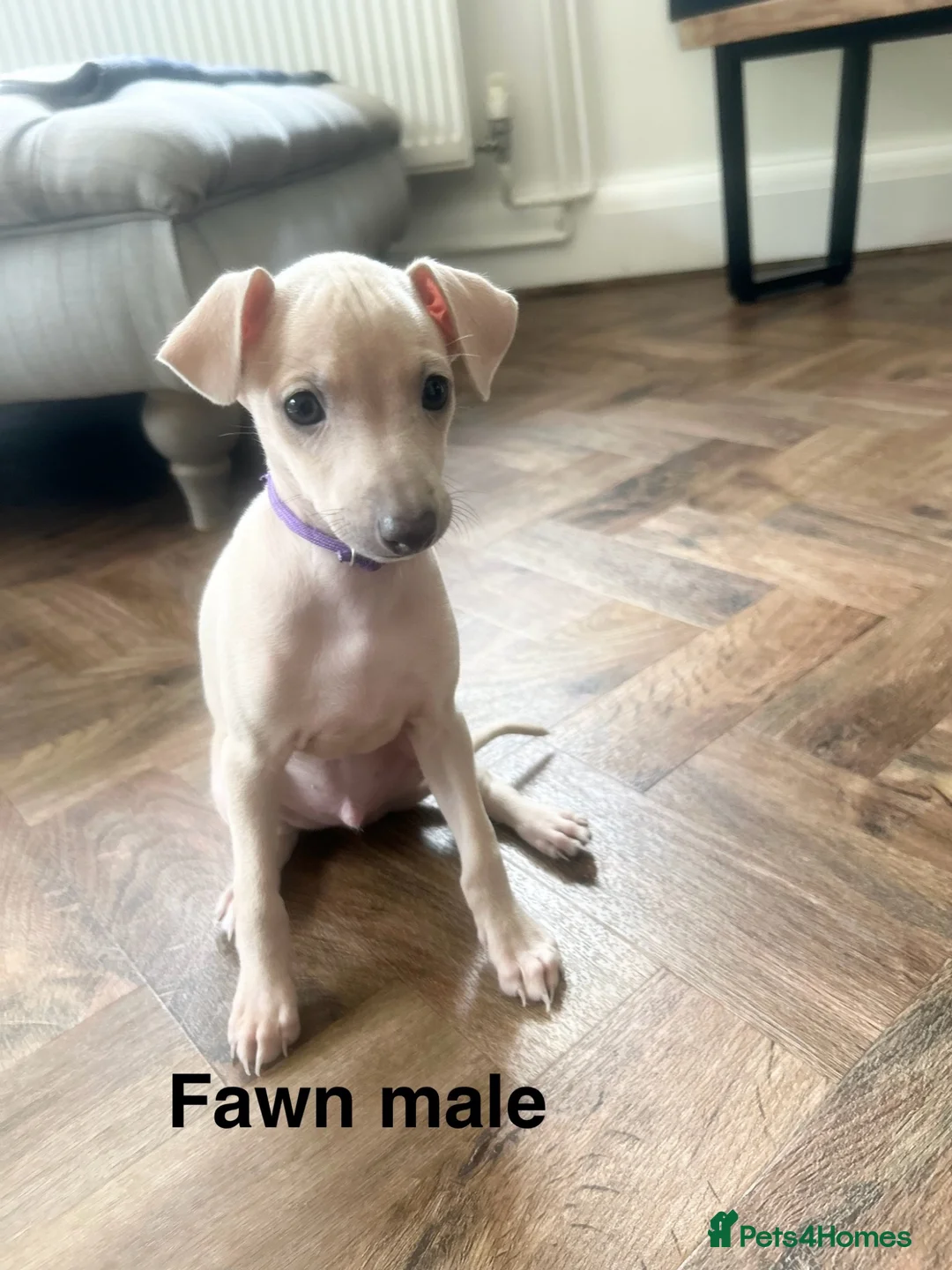 Italian Greyhound dogs for sale: Health tested KC reg Italian Greyhound Puppies  - Advert 2
