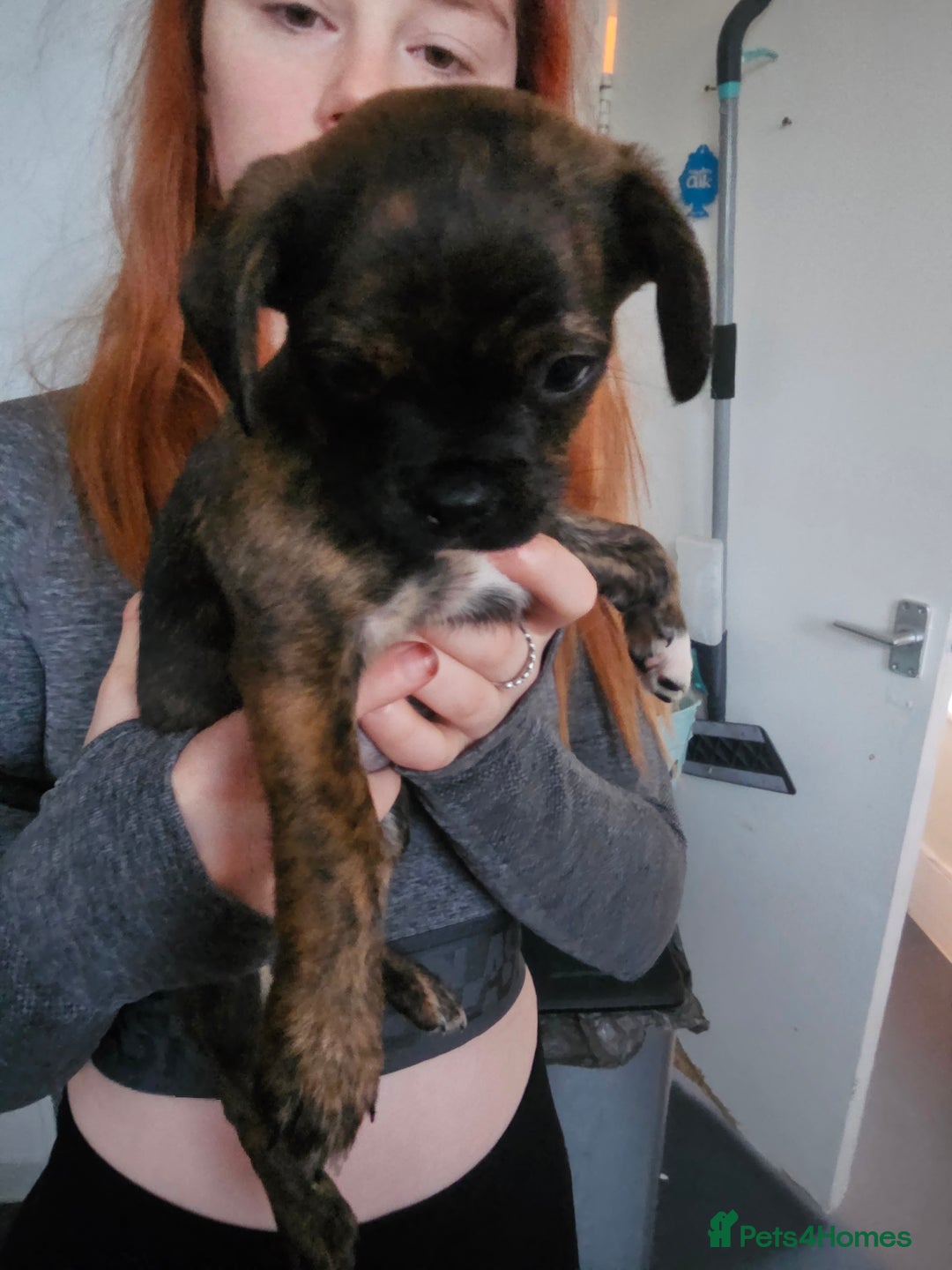 Mixed Breed dogs for sale: Staffy cross puppies  - Advert 14