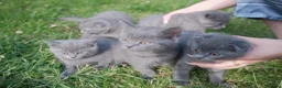 British Shorthair cats for sale: BEAUTIFUL Scottish Fold British Shorthair kitten in Leeds - Advert 1