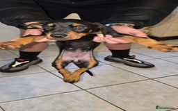 Dobermann dogs for sale: Doberman Pups - Ready now! X1 male left! - Image 8
