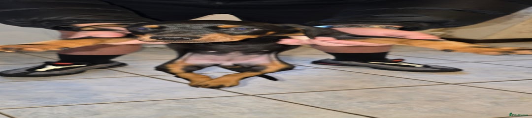 Dobermann Puppy 2