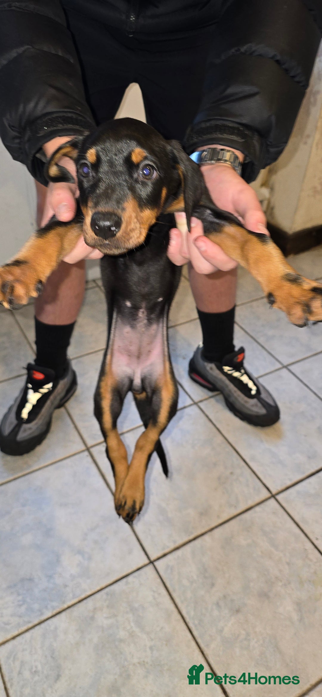 Dobermann dogs for sale: Doberman Pups - Ready now! X1 male left! - Image 8