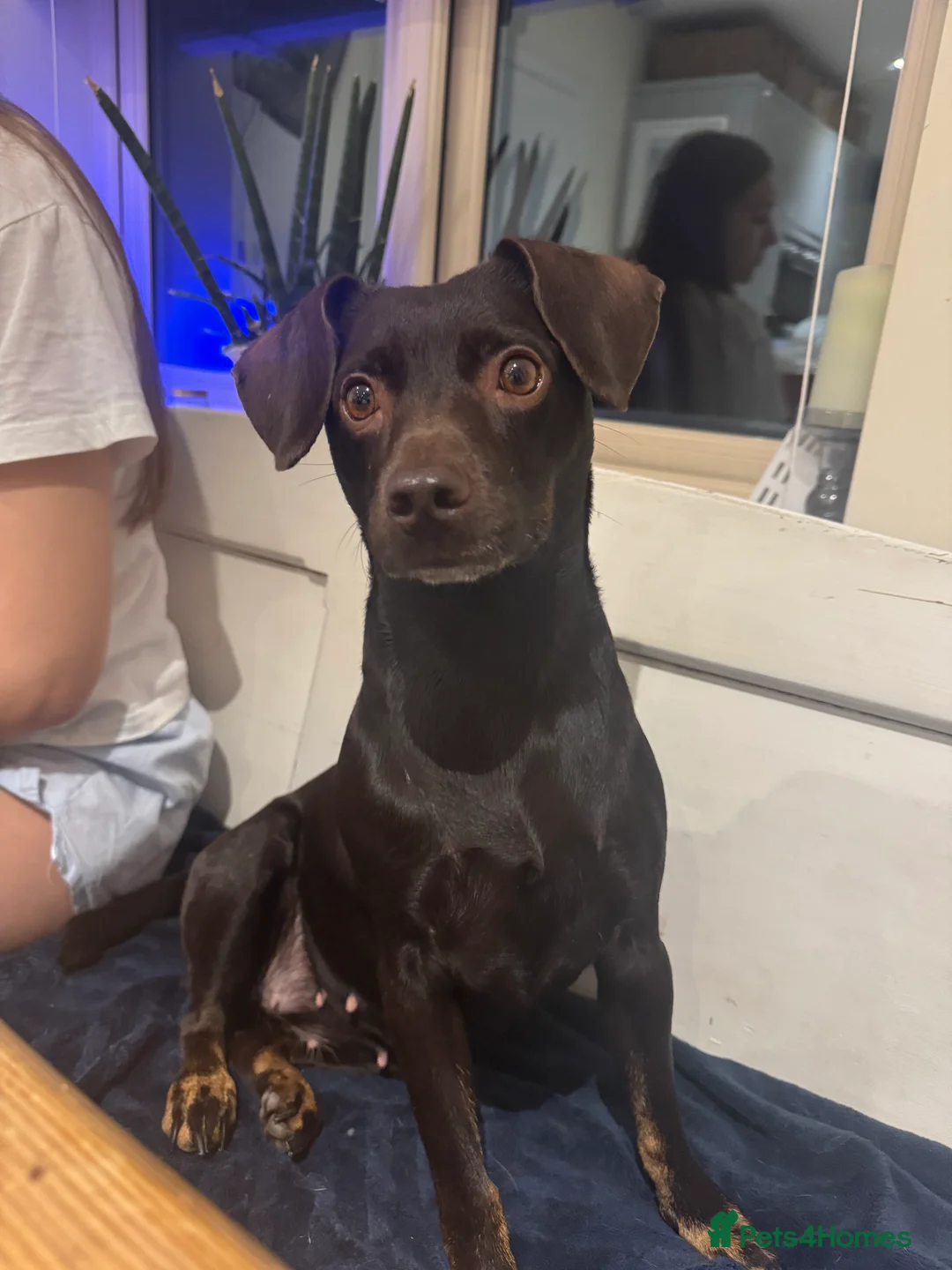 Mixed Breed dogs for sale: CockerDoodleDoo in Market Harborough - Advert 18