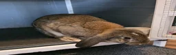French Lop rabbits for sale: French lop rabbit  in Plymouth - Advert 4