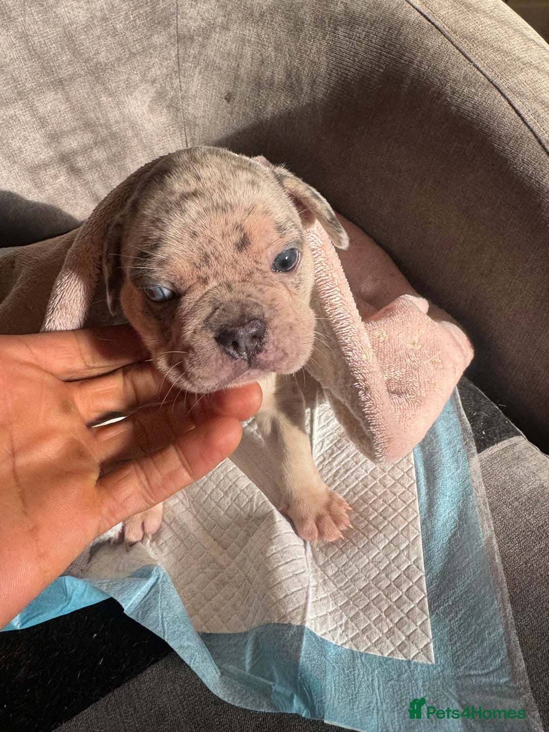 French Bulldog dogs for sale: 🐶 Stunning Merle Lilac Fawn French Bulldogs - Advert 8