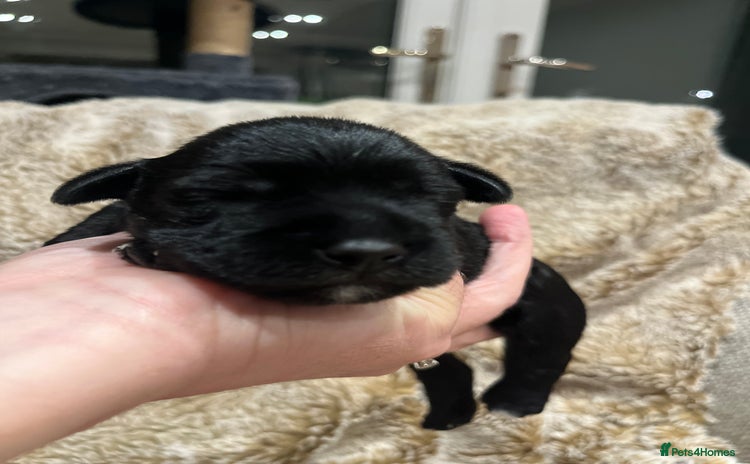 Miniature Schnauzer dogs - Advert 4