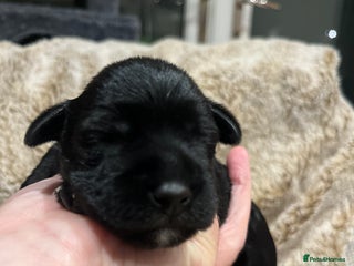 Miniature Schnauzer dogs - Advert 4