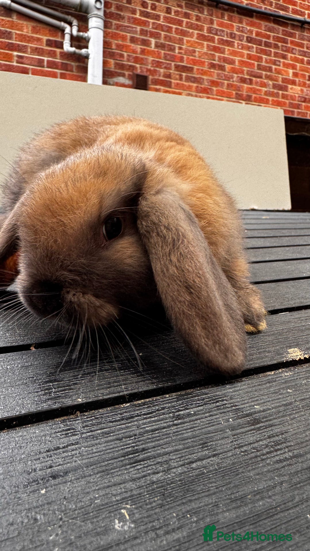 French Lop rabbits for sale: 9 week old lop bunnies . 2 boys left . - Advert 3