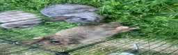 Netherland Dwarf rabbits for sale: URGENT 1 LEFT - Advert 14